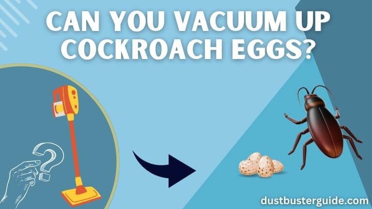 cockroach eggs