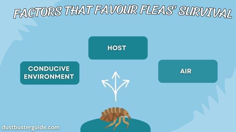 factors that favour fleas survival