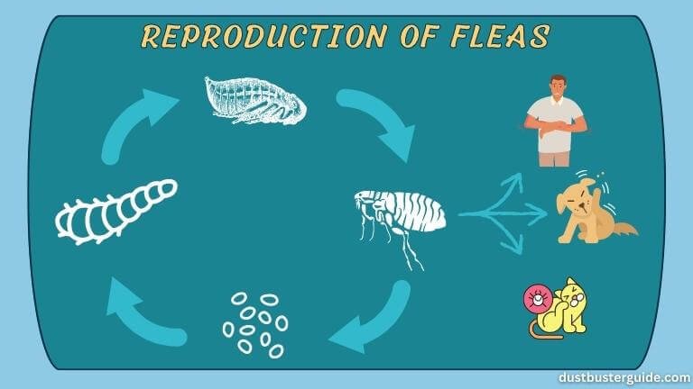 reproduction of fleas