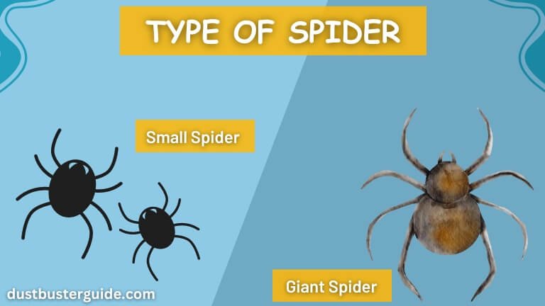 types of spider