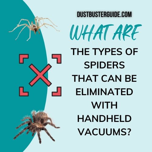 what are the types of spiders that can be eliminated with handheld vacuums